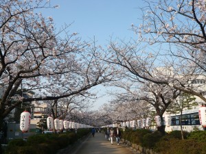 段蔓の桜V1 26-4-1